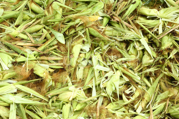 Kukurydza odpadów tekstury żywności charakter zielone Zdjęcia stock © smuay