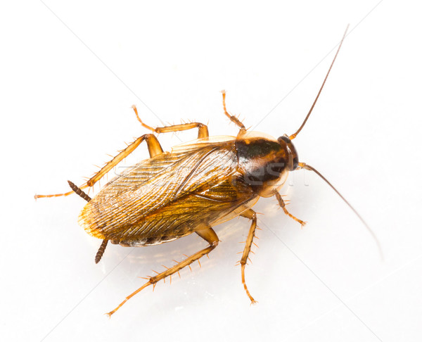 Blattella germanica german cockroach Stock photo © smuay