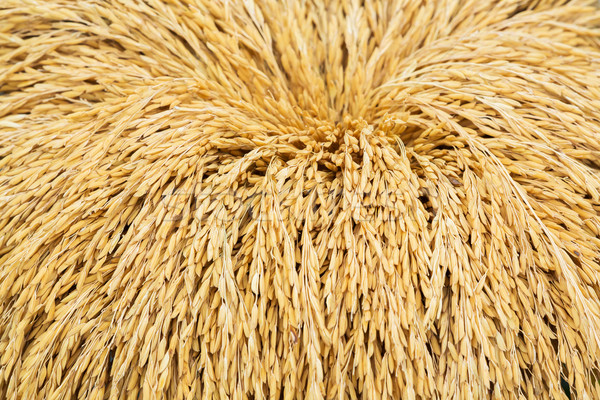 Thai jasmine rice paddy Stock photo © smuay