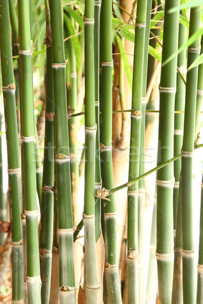 Foto stock: Bambú · árboles · grupo · forestales · hoja · verde