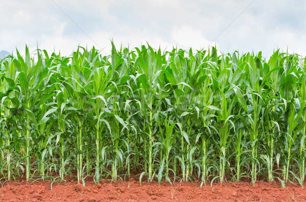 Kukurydza plantacja Tajlandia kukurydza centralny niebo Zdjęcia stock © smuay