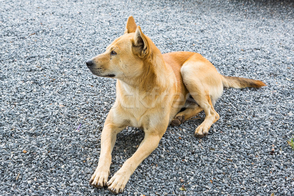 Thai dog Stock photo © smuay