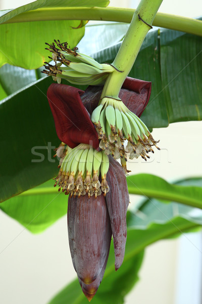 Banana blossom Stock photo © smuay