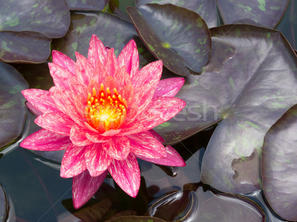 Stock photo: Blooming lotus flower 