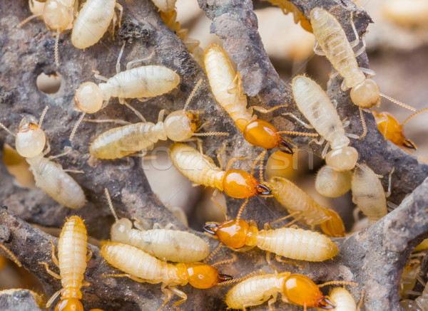 Termites in Thailand Stock photo © smuay