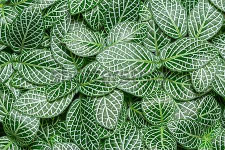 Fittonia albivenis Stock photo © smuay