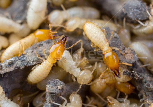 Tajlandia biały mrówki tekstury charakter Zdjęcia stock © smuay