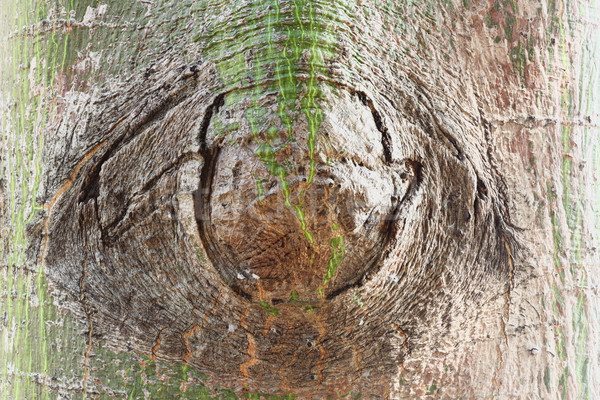 Ojo árbol corteza textura madera Foto stock © smuay