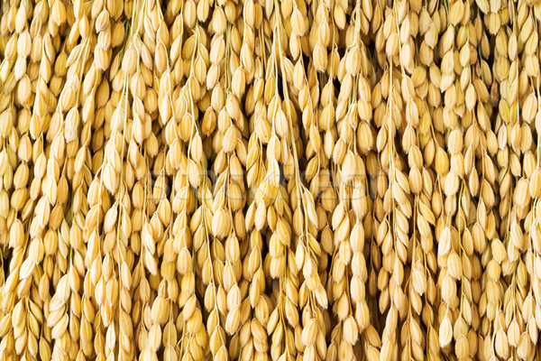 Japanese rice paddy Stock photo © smuay