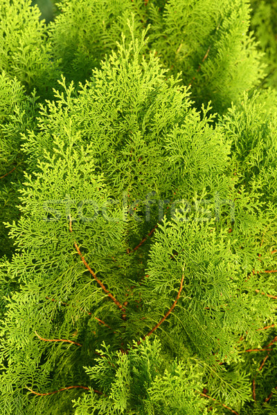 Verde manana luz del sol textura árbol hierba Foto stock © smuay
