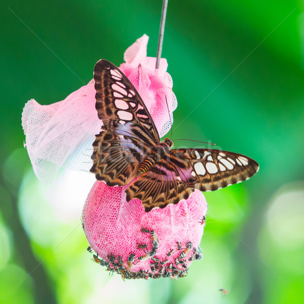Clipper butterfly on green leaf in public park in Thailand Stock photo © smuay