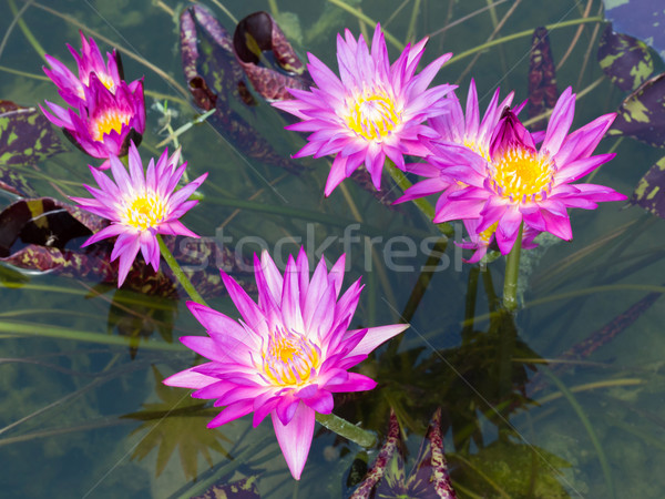Blooming lotus flower  Stock photo © smuay