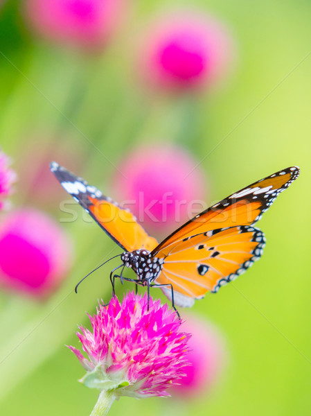 Kaplan kelebek dünya bekâr düğme çiçek Stok fotoğraf © smuay