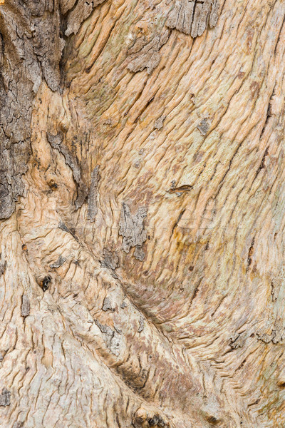 Fa ugatás közelkép gyönyörű textúra nyilvános Stock fotó © smuay