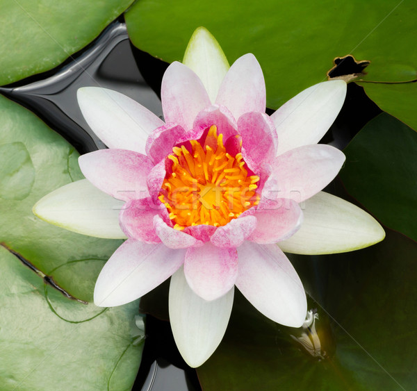 Blooming lotus flower Stock photo © smuay