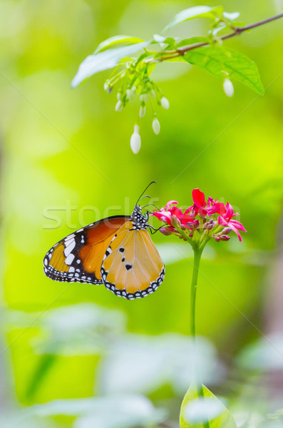 Stok fotoğraf: Kaplan · kelebek · kırmızı · çiçek · kamu · park