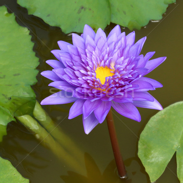 Stock photo: Blooming lotus flower 