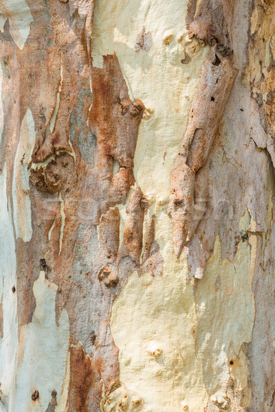 Fa ugatás közelkép gyönyörű textúra nyilvános Stock fotó © smuay