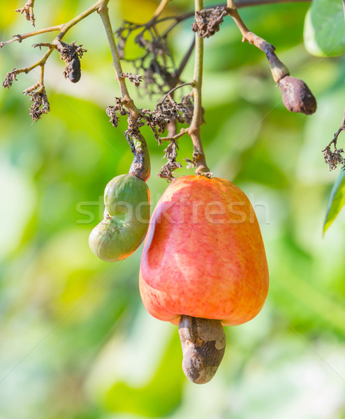 Stok fotoğraf: Kaşu · somun · turuncu · renk · bahçe · doku