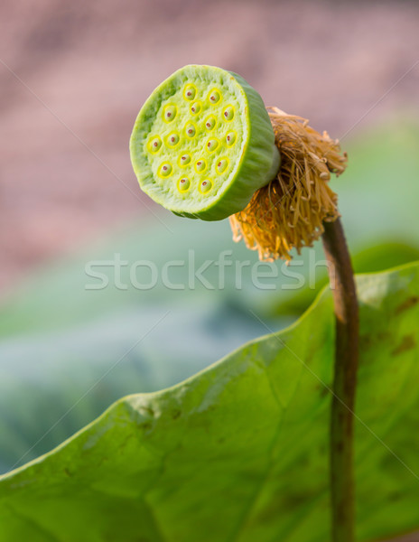 Сток-фото: Lotus · семени · молодые · зеленый · цвета