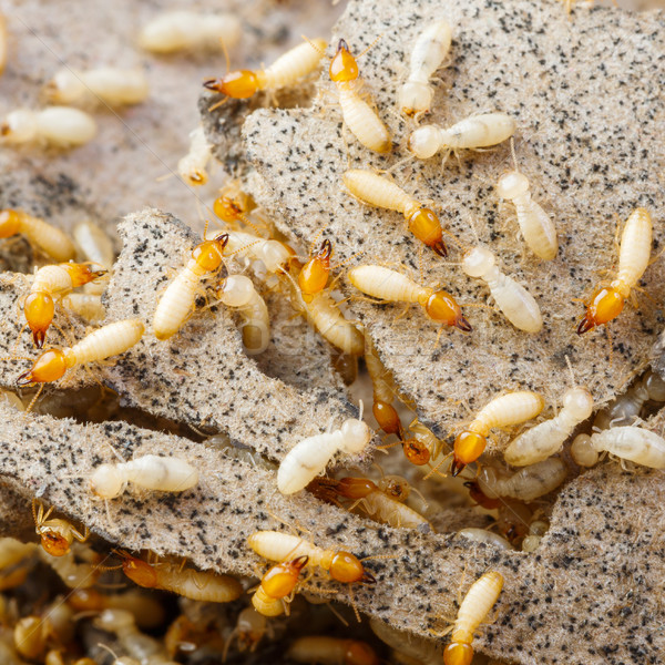 Blanco hormigas destruido papel textura Foto stock © smuay