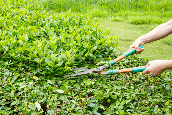 Schere Arbeitnehmer grünen Büsche Frühling Natur Stock foto © smuay
