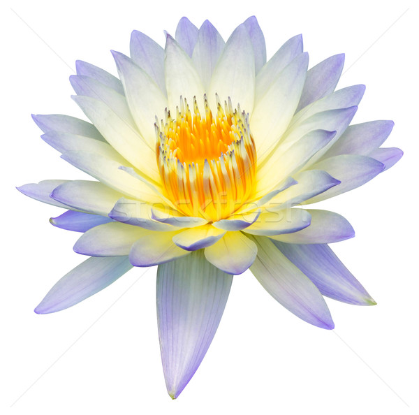 Water lily or lotus flower  Stock photo © smuay