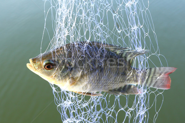 Stok fotoğraf: Tuzak · küçük · balık · göz · yeşil · ölüm