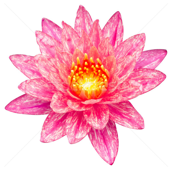 Water lily or lotus flower  Stock photo © smuay