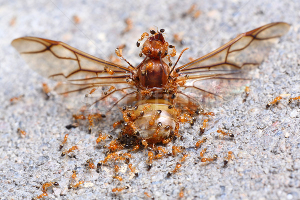 Güç birlik ölü kraliçe karınca gıda Stok fotoğraf © smuay