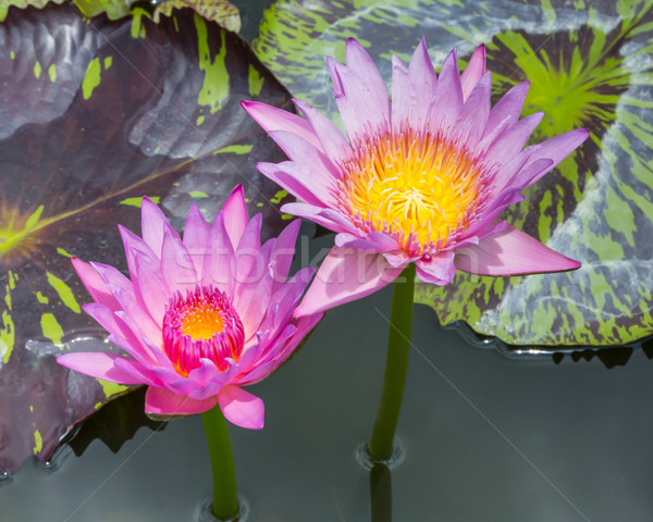 Wody lilia staw Zdjęcia stock © smuay