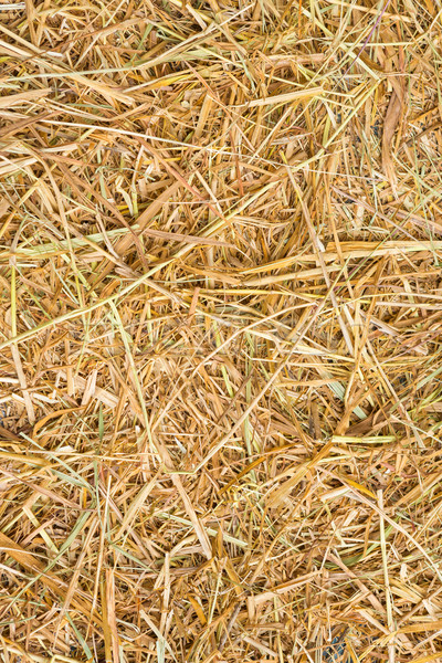 Rice straw background Stock photo © smuay