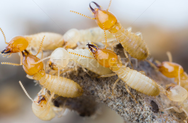 Termites in Thailand Stock photo © smuay