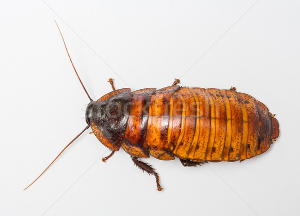 Madagascar cockroach Stock photo © smuay
