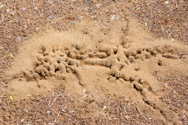 Hormigas nido rojo suelo Tailandia Foto stock © smuay