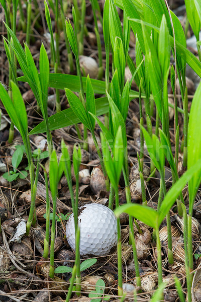 Golf ball stuck in palm seedlings Stock photo © smuay