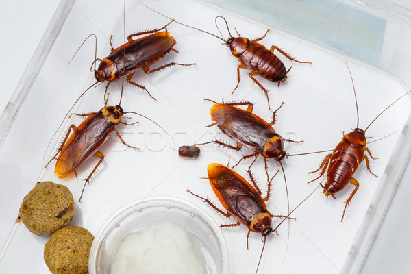 Amerikan hamamböceği kutu gıda su doku Stok fotoğraf © smuay