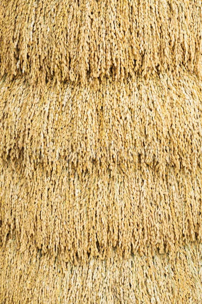 Japanese rice paddy Stock photo © smuay