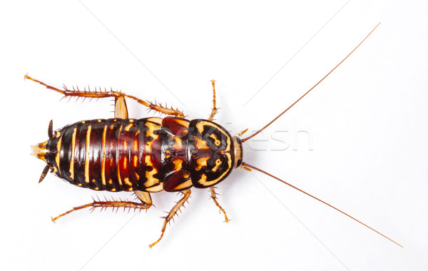 Stock photo: Harlequin Cockroach