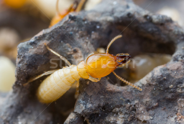 Tajlandia biały mrówki tekstury charakter Zdjęcia stock © smuay