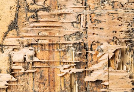 Wood eaten by termites Stock photo © smuay