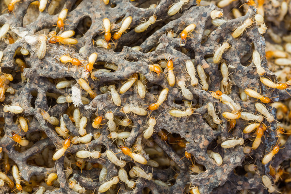 Termites blanche fourmis fourmi endommagé Photo stock © smuay