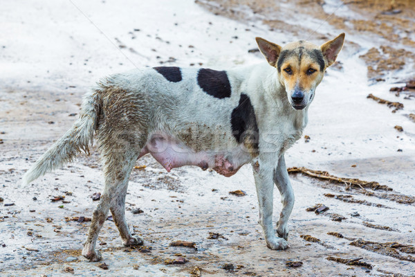 Vuile hond vrouwelijke nat beton vloer Stockfoto © smuay