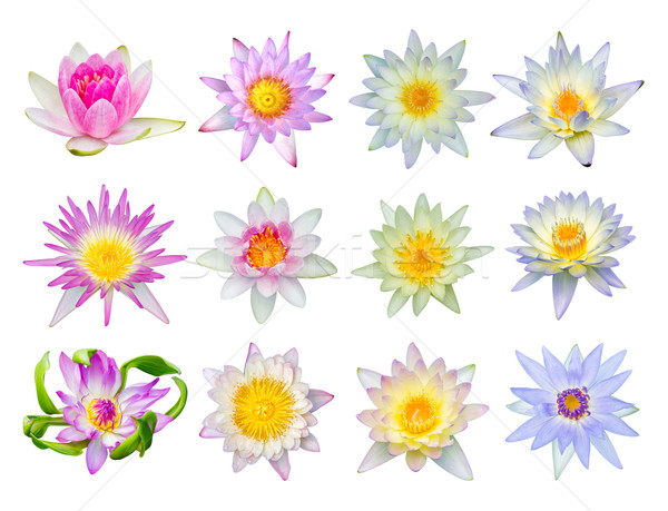 Water lily or lotus flower set 12-2 Stock photo © smuay