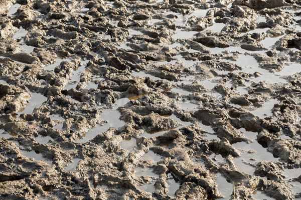 Marshy ground Stock photo © smuay