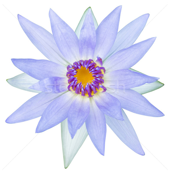 Water lily or lotus flower Stock photo © smuay