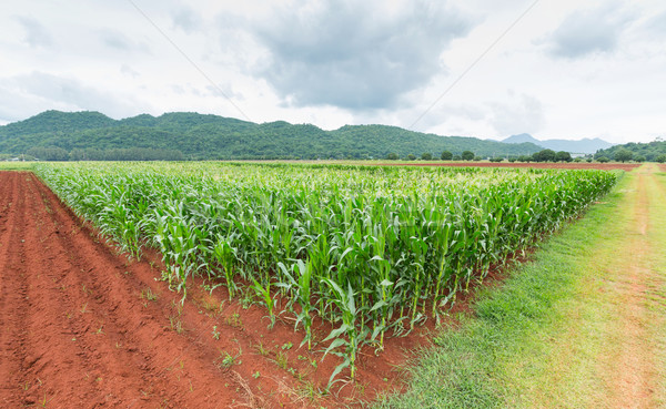 Kukurydza plantacja Tajlandia kukurydza centralny niebo Zdjęcia stock © smuay
