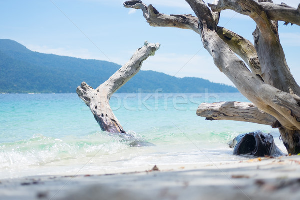 Long beach sea with timber and blue sky. Stock photo © snowing