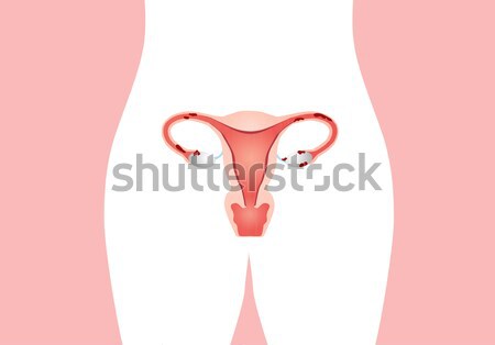 Foto stock: Feminino · ilustração · mulheres · vagina · tratamento