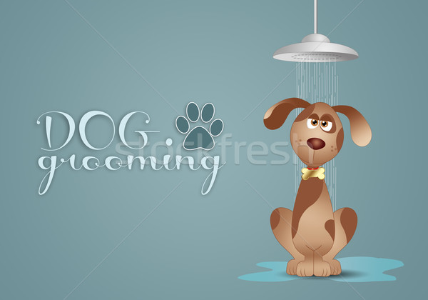 Dog grooming Stock photo © sognolucido